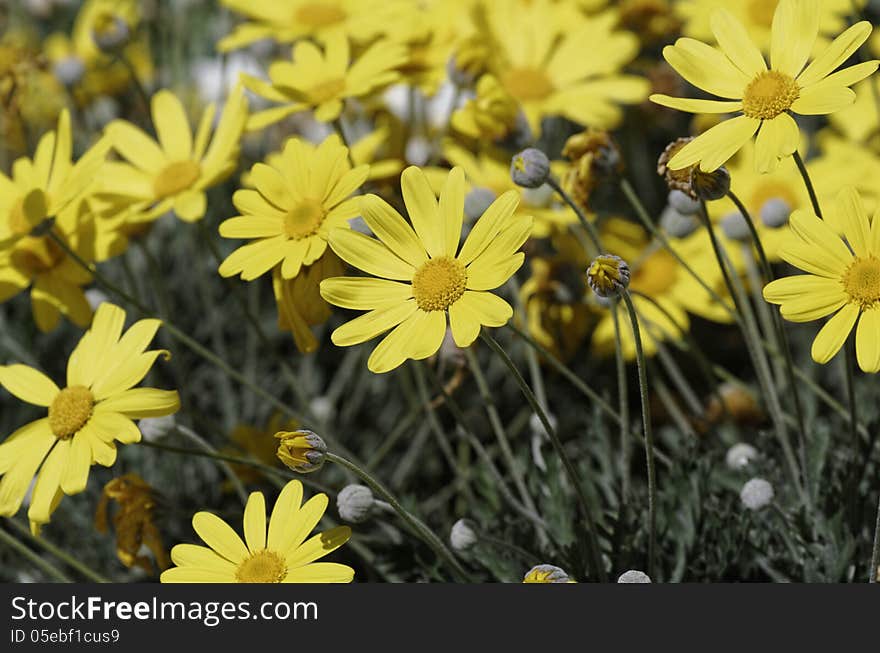 Yellow Daisy