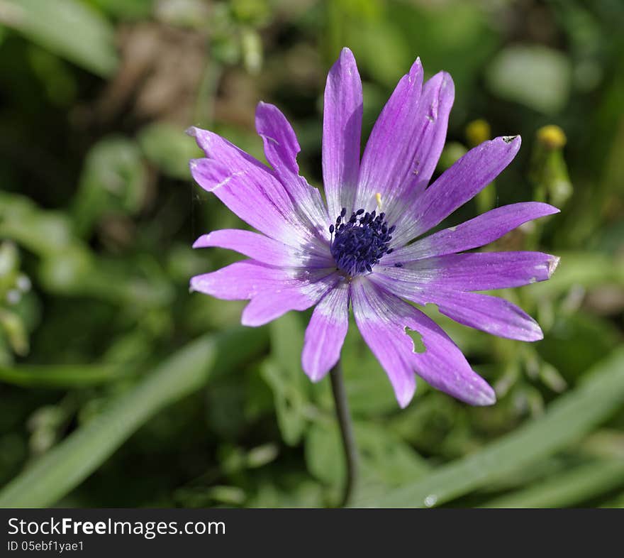 Purple anemone