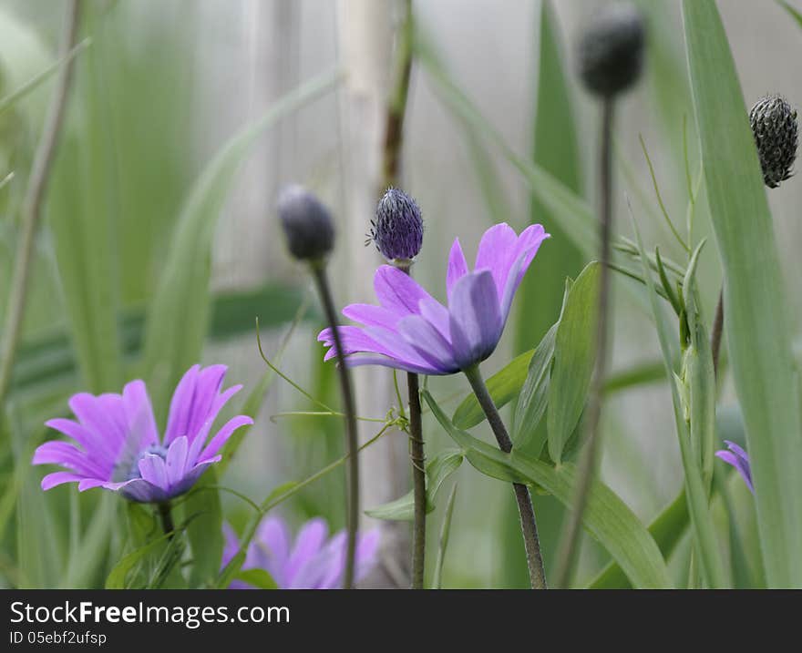 Purple Anemone