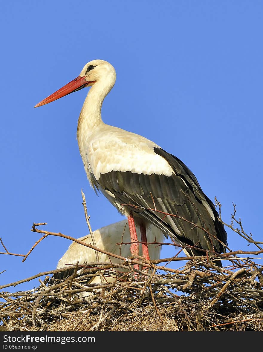 A white stork in his nest