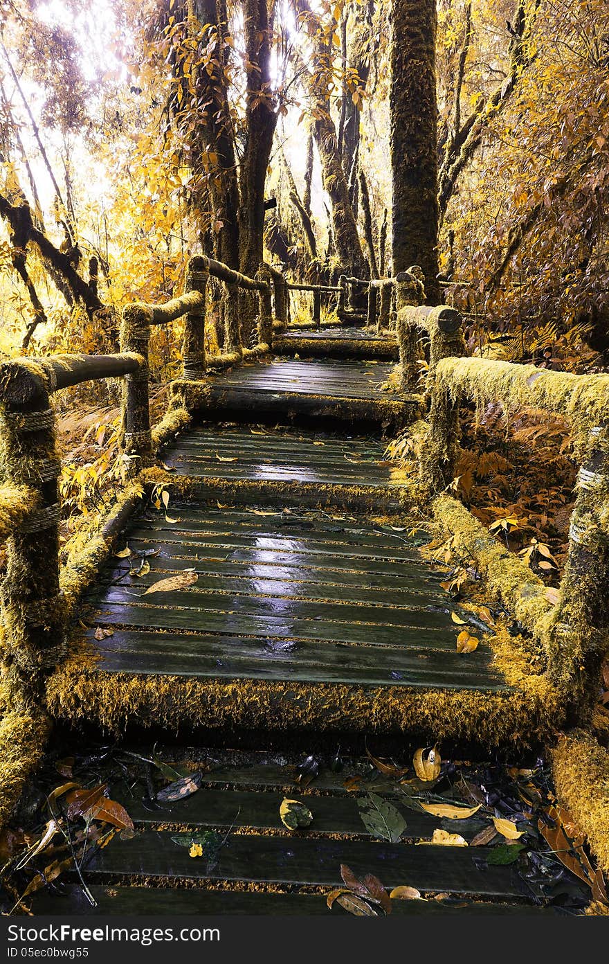 Moss Around The Wooden Walkway In Rain Forest In Autumn Tone