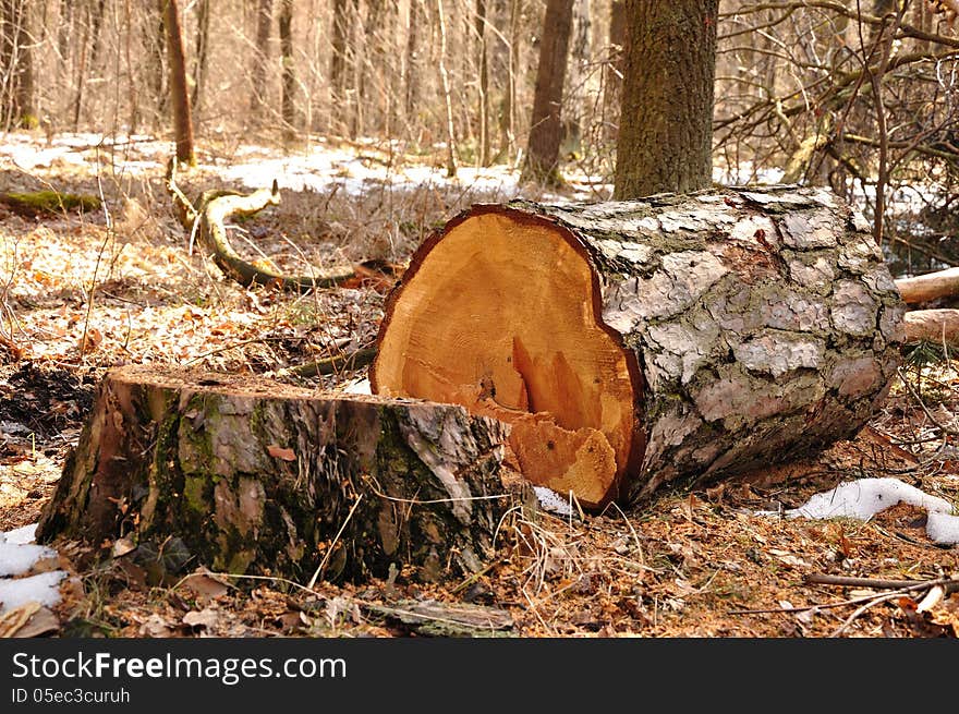 Tree stump with remainders of snow in the beginning spring