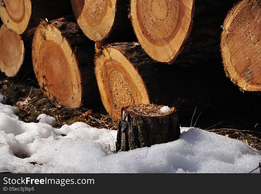 Tree stump with remainders of snow in the beginning spring