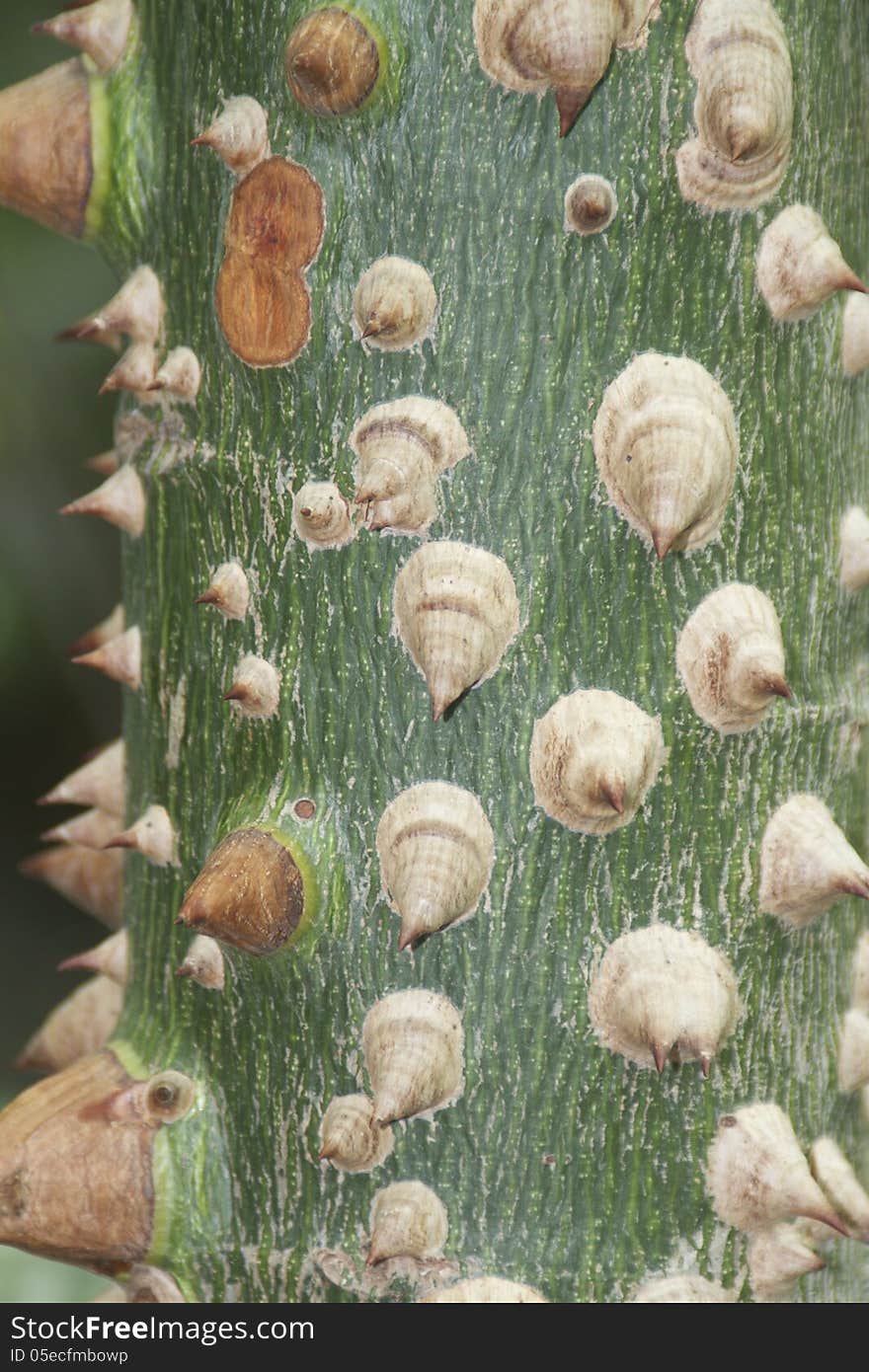 Ceiba