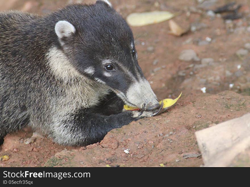 Coatimundi munching on yellow fruit. Coatimundi munching on yellow fruit