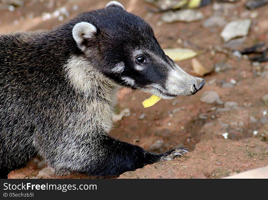 Profile of a Coatimundi with upturned snout.