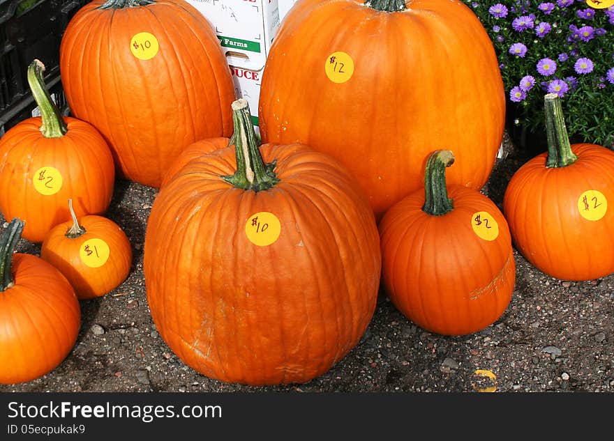 Pumpkins of various sizes and prices at local farmers market