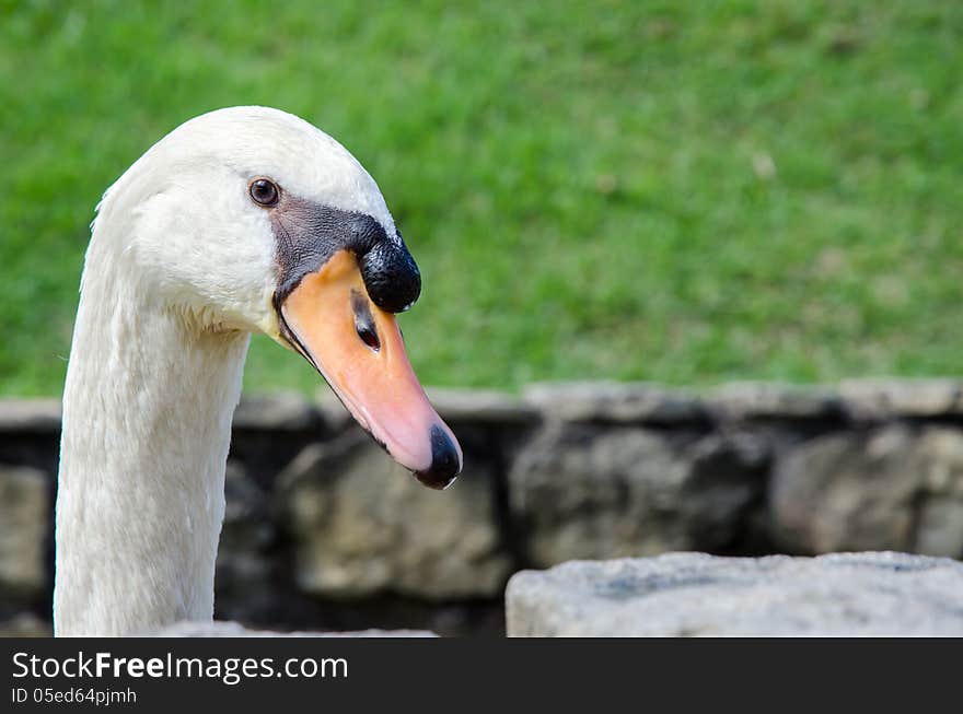 Head of swan