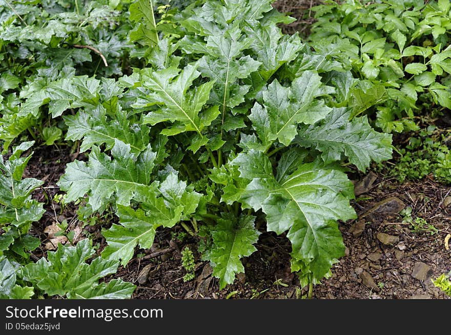 Plant of acanto in my garden