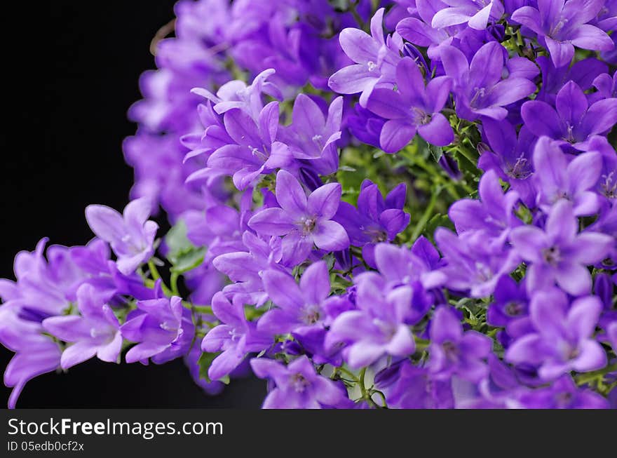 Anchusa