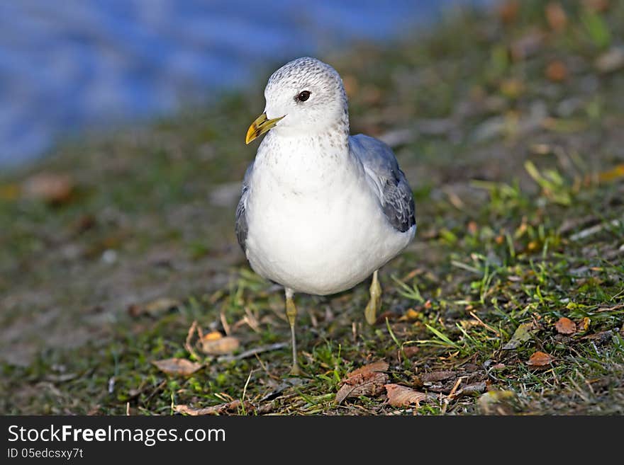 Sea gull walking on shore. Sea gull walking on shore