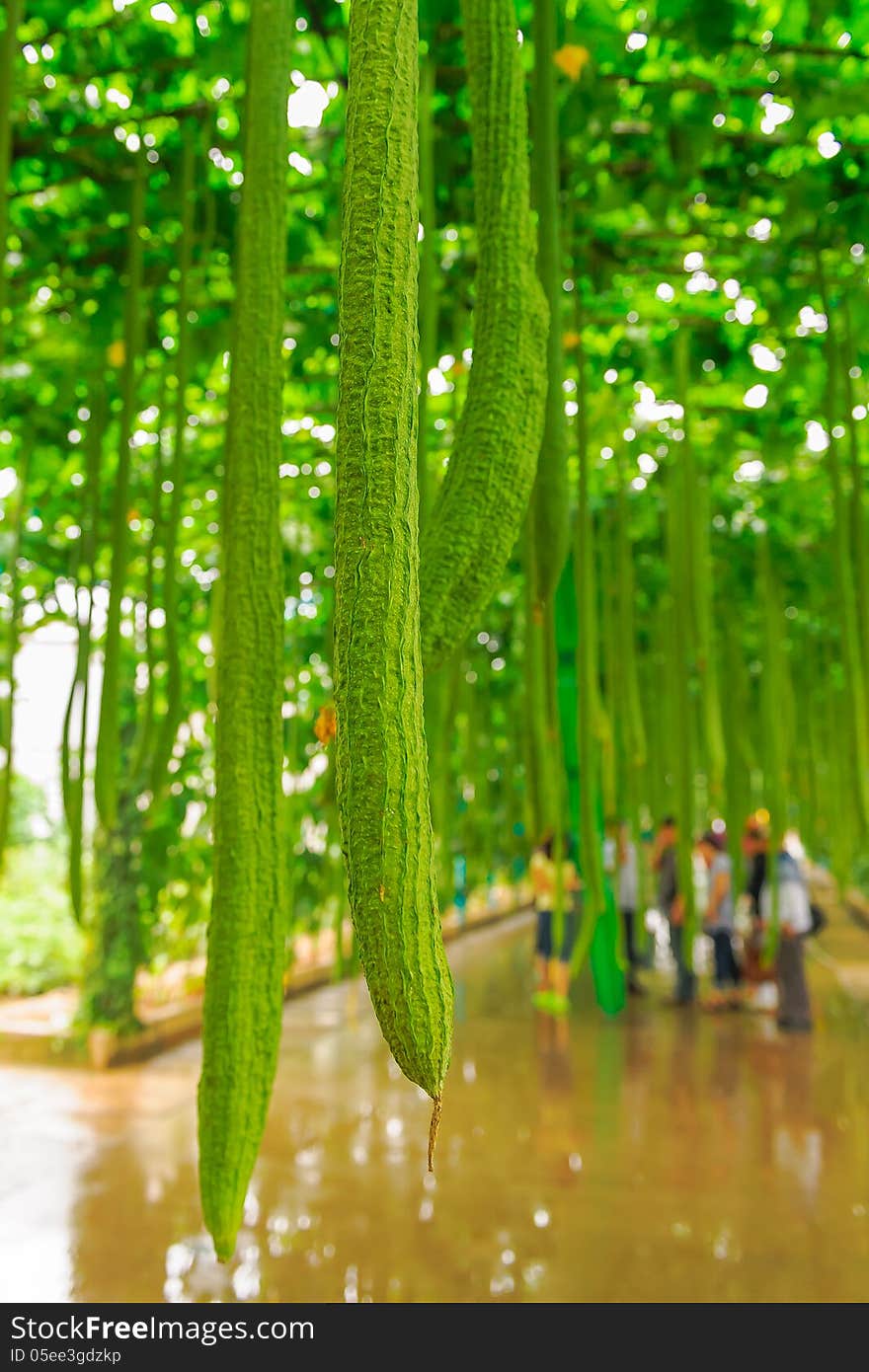 Towel gourd