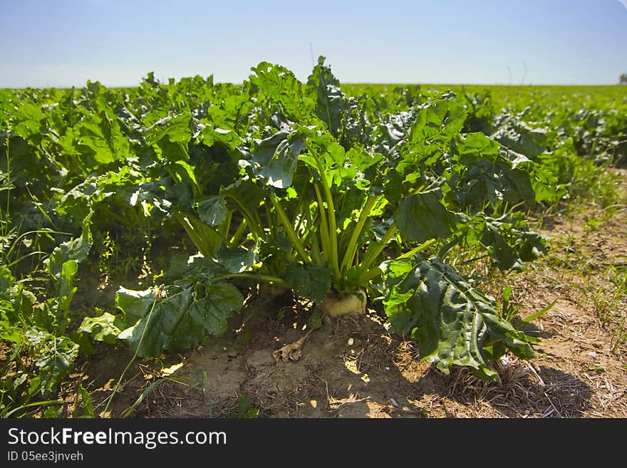 Summer agricultural landscape with turnip field