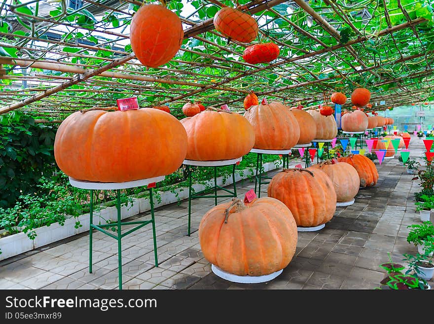 Ornamental Pumpkin