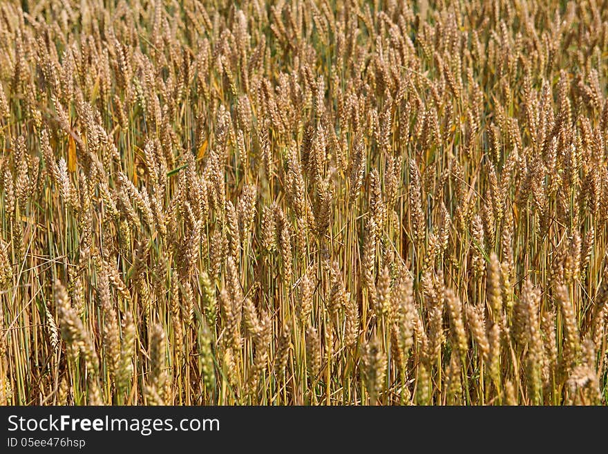 Wheat field