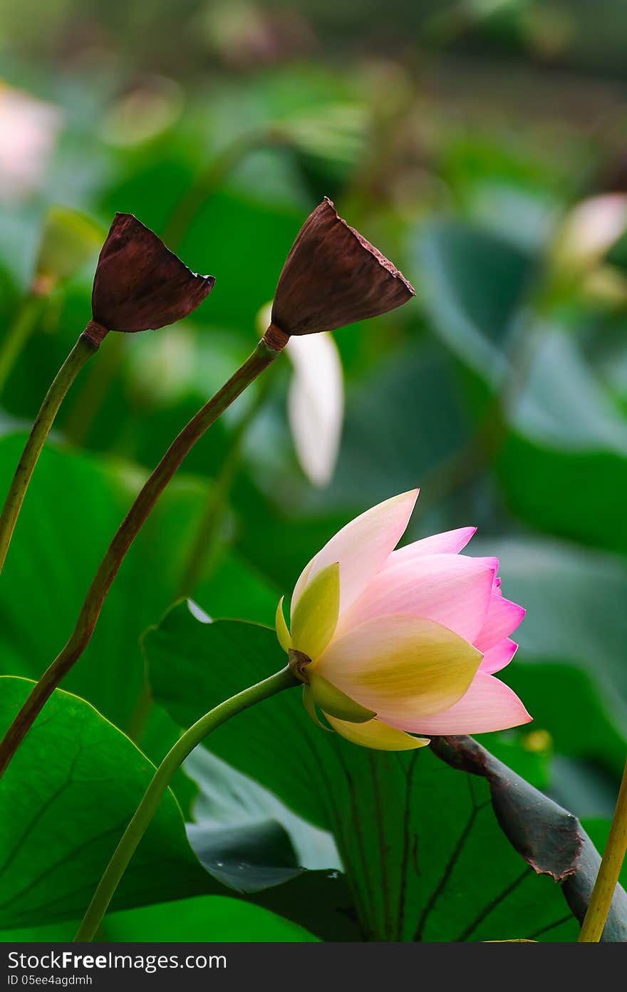 The lotus and seedpod of the lotus