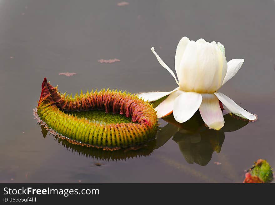 Water lily