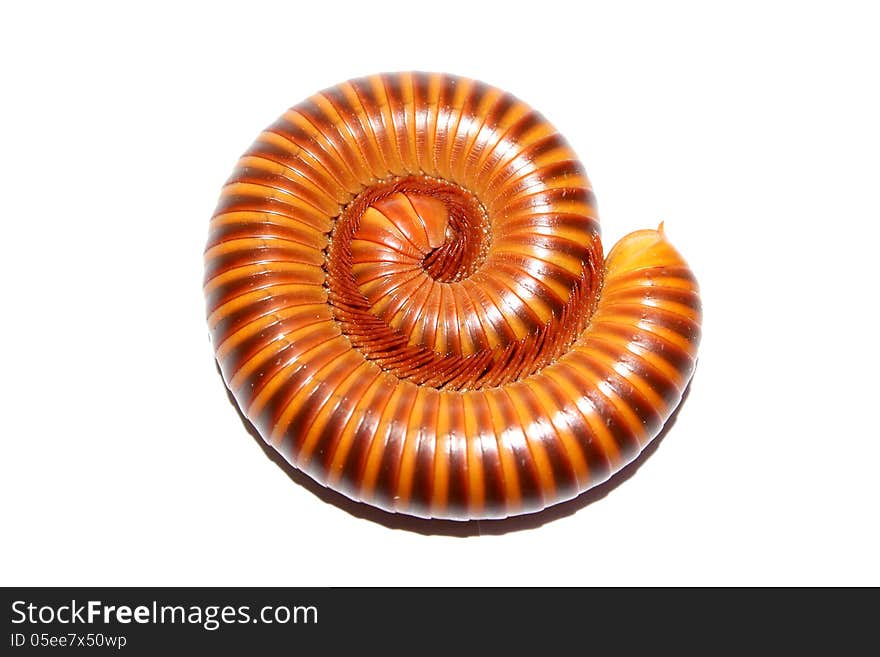 Millipede