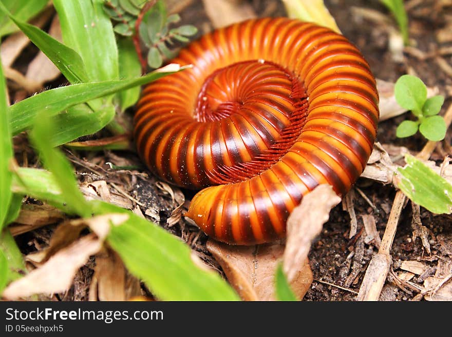 Millipede on a green grass