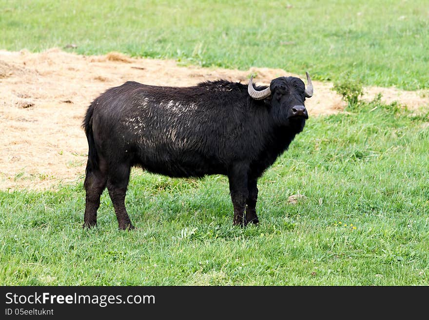 Long haired black buffalos in the pasture