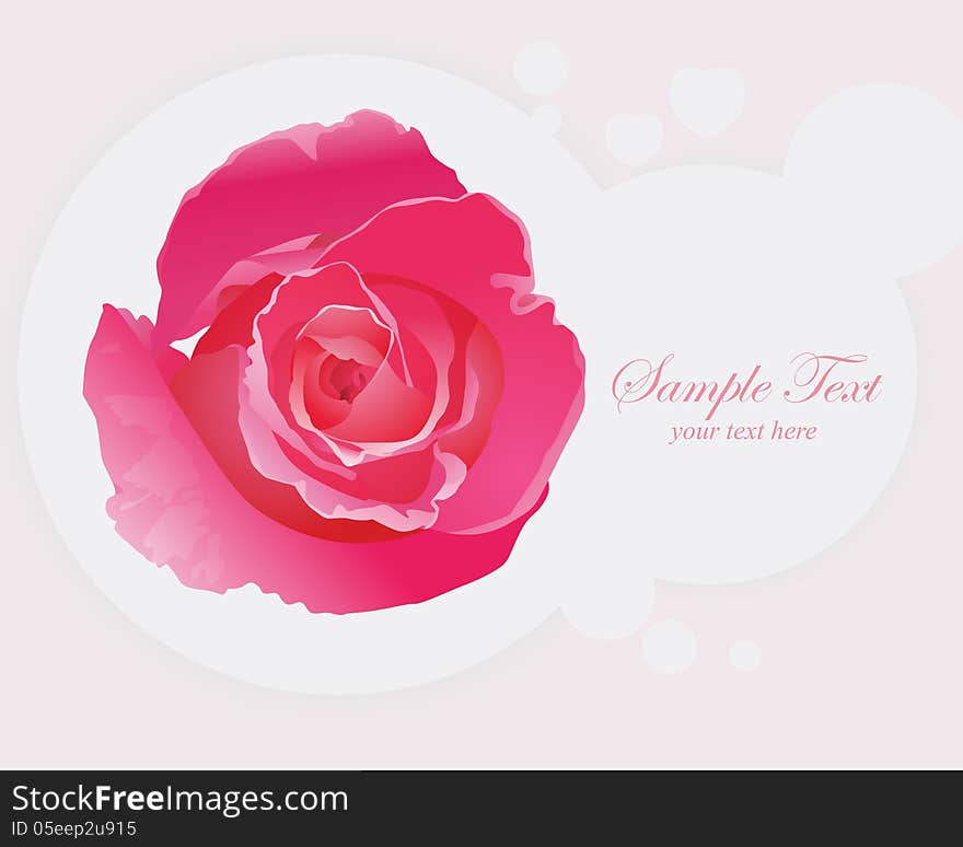 Beautiful Pink Roses, Realistic Vector Illustration. Beautiful Pink Roses, Realistic Vector Illustration.