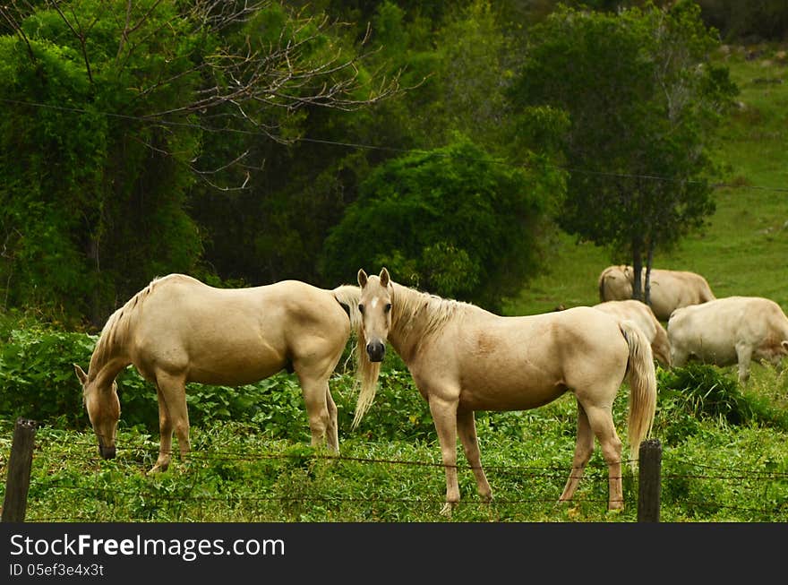 Two beautiful pale cream pure bred Palomino breed horses grazing in lush green paddock and very curiously looking on at me taking their photograph. Similar colored cows are in the background, grazing in the same paddock as the horses. Photograph taken in small rural country town near Boonah on the Scenic Rim, Queensland, Australia. Two beautiful pale cream pure bred Palomino breed horses grazing in lush green paddock and very curiously looking on at me taking their photograph. Similar colored cows are in the background, grazing in the same paddock as the horses. Photograph taken in small rural country town near Boonah on the Scenic Rim, Queensland, Australia.