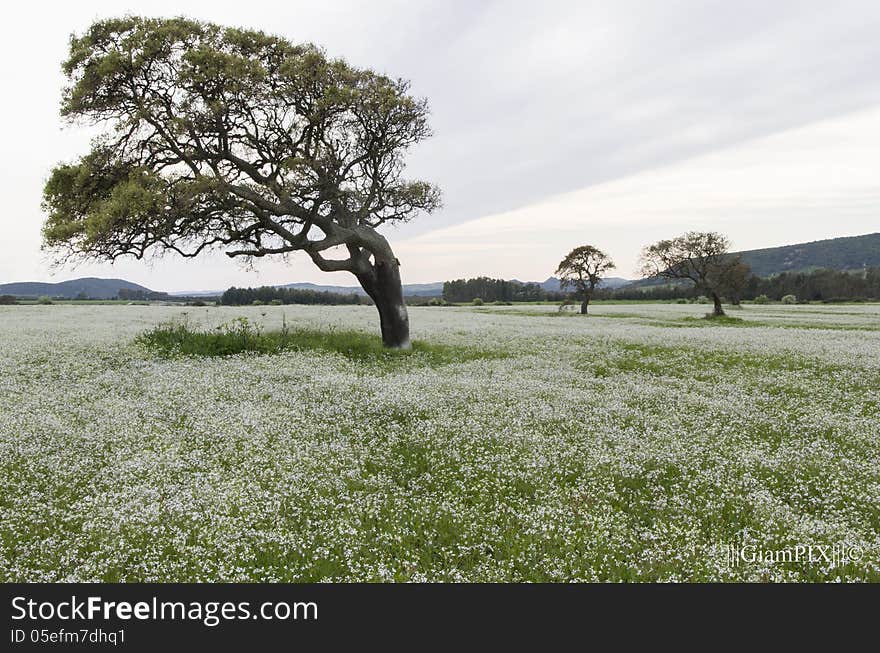 Bent tree