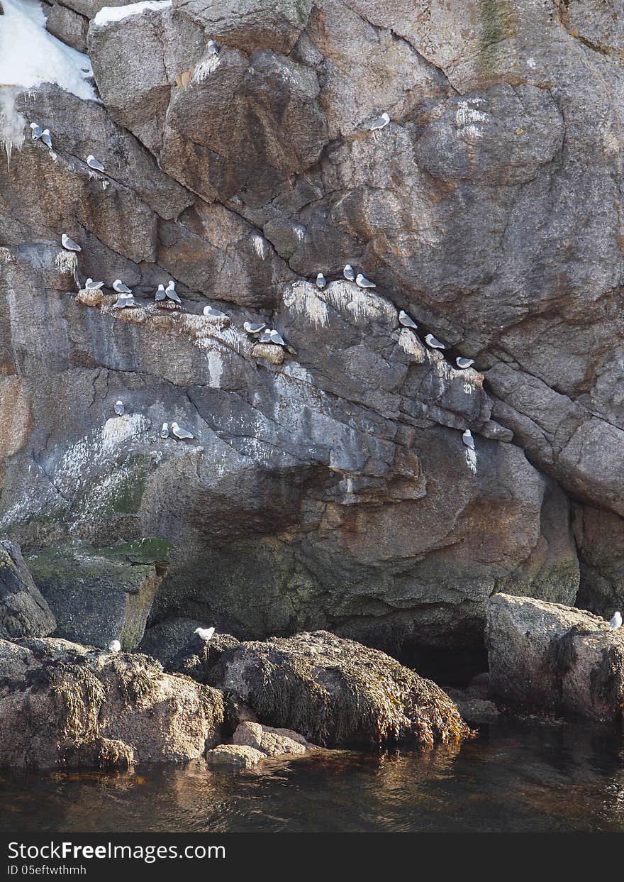 Seagulls on cliff face obove water