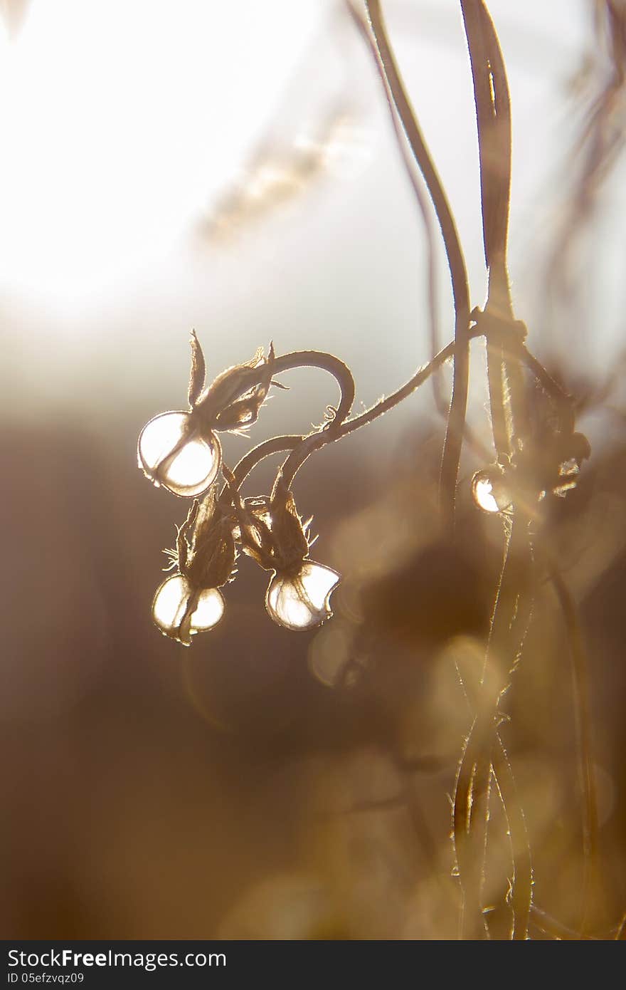 Flower And Sun