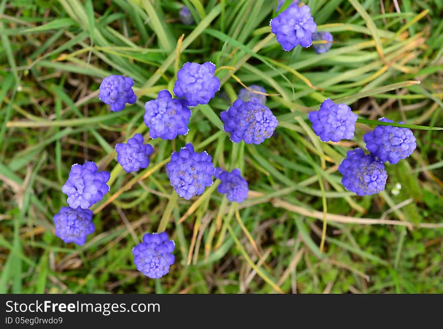 Grape Hyacinth or Viper bow flowers on bokeh green grass background, view from above. Grape Hyacinth or Viper bow flowers on bokeh green grass background, view from above