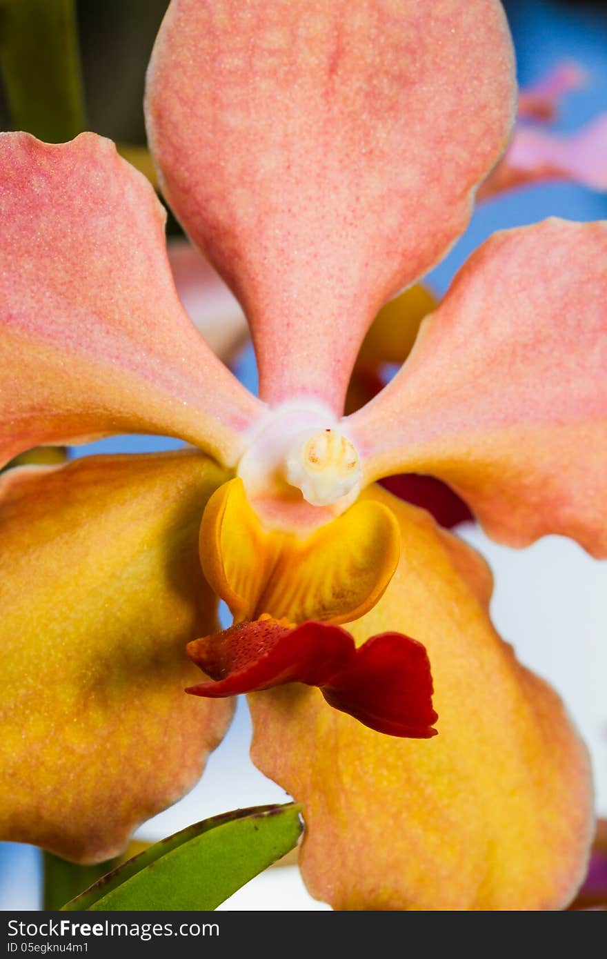 Close up of Vanda Denisoniana flower