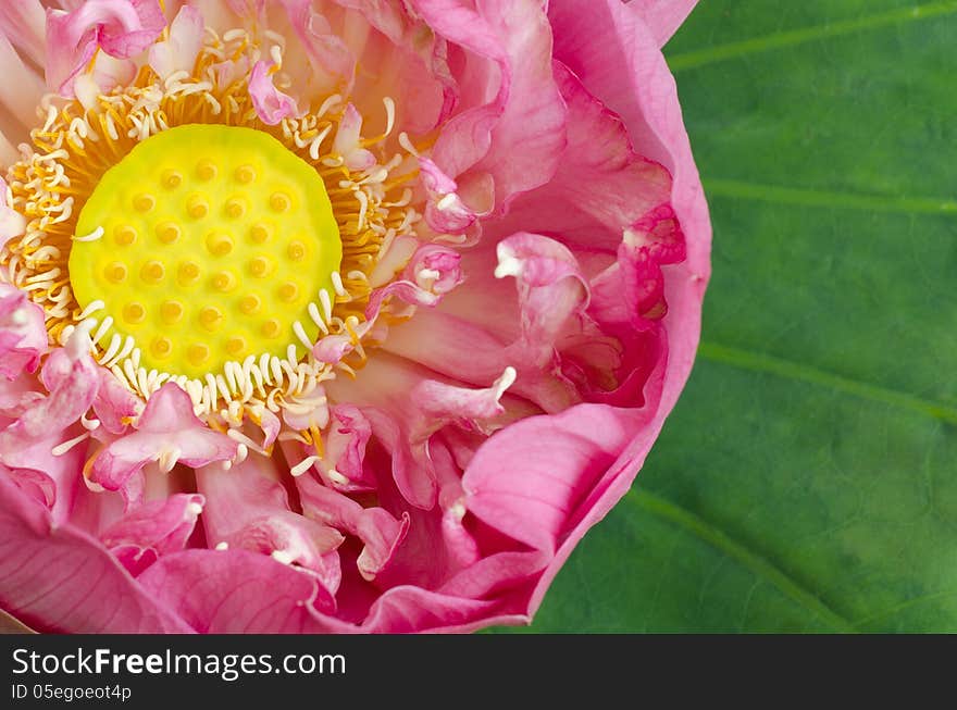 Nelumbo nucifera on lotus leaf background