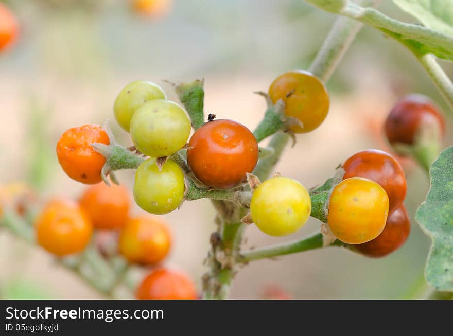 Solanum sanitwongsei