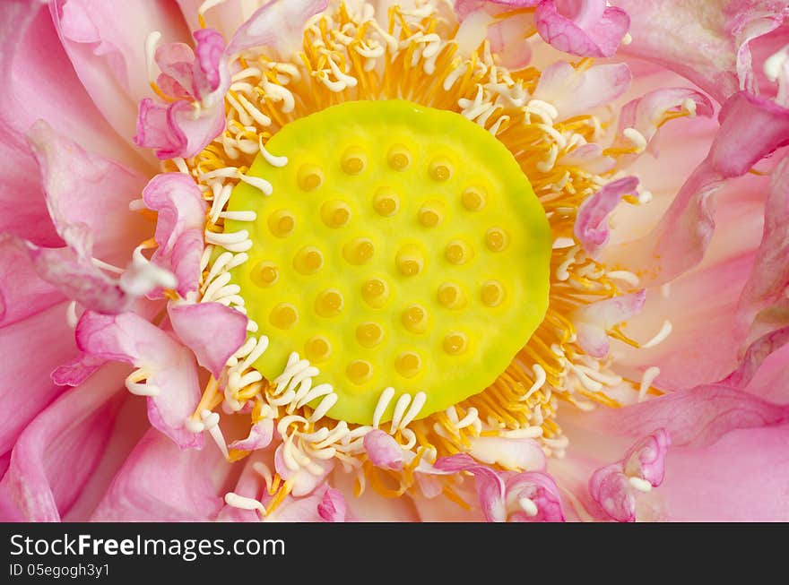 Close up of Nelumbo nucifera