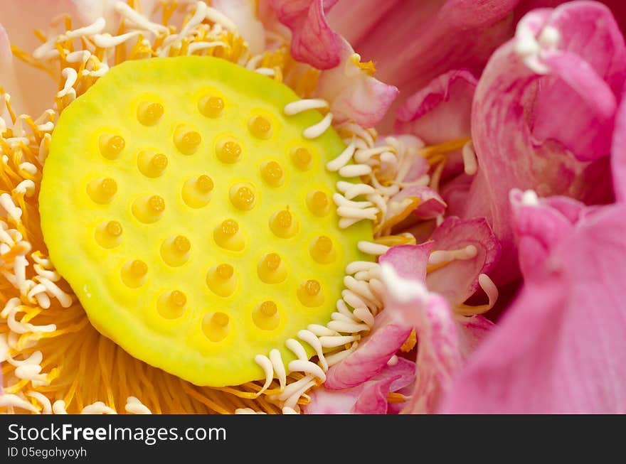 Close up of Nelumbo nucifera