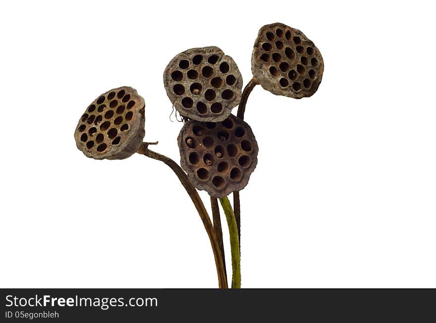 Old lotus pod isolated on white background