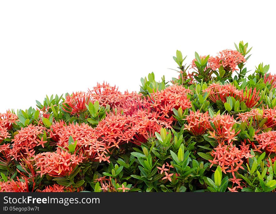 Ixora  flower