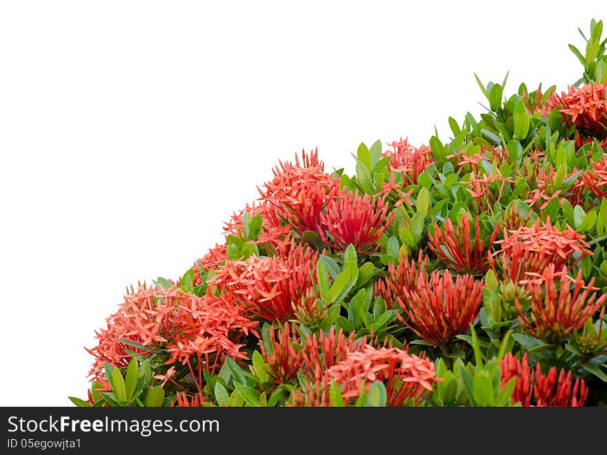 Ixora  flower