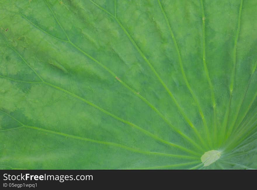 Close-up of lotus leaf background