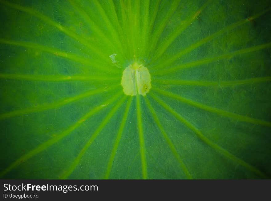 Close-up of lotus leaf background