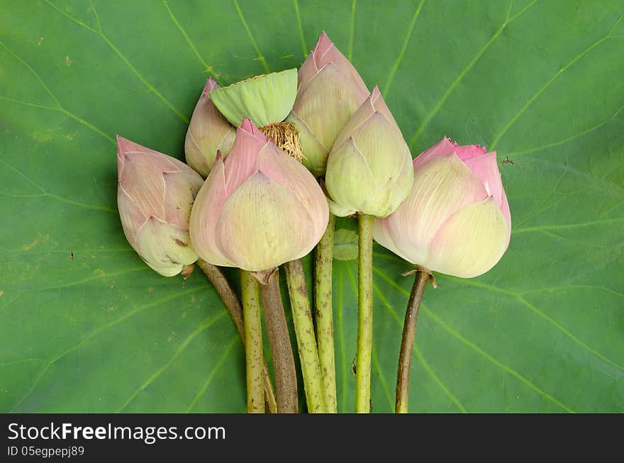 Nelumbo nucifera on lotus leaf background