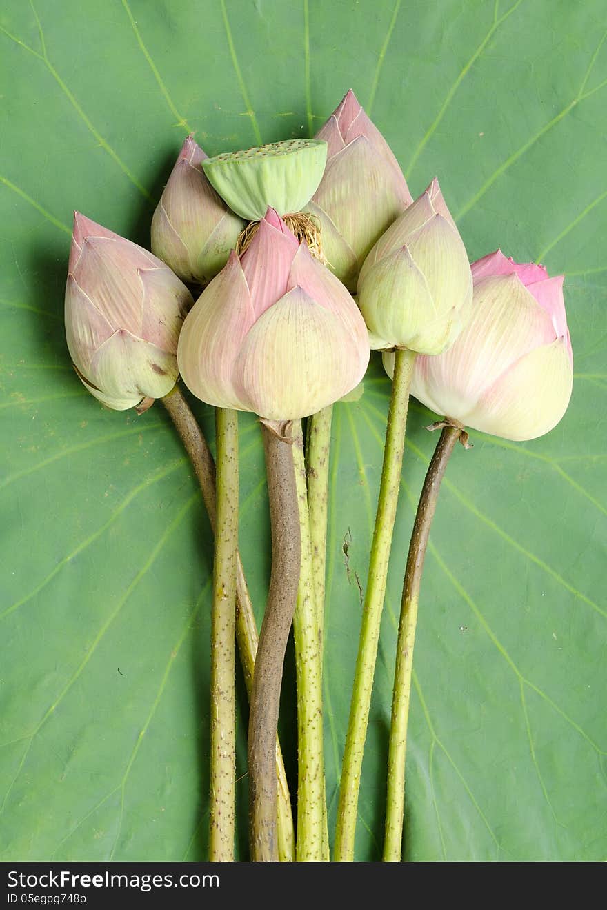 Nelumbo nucifera on lotus leaf background