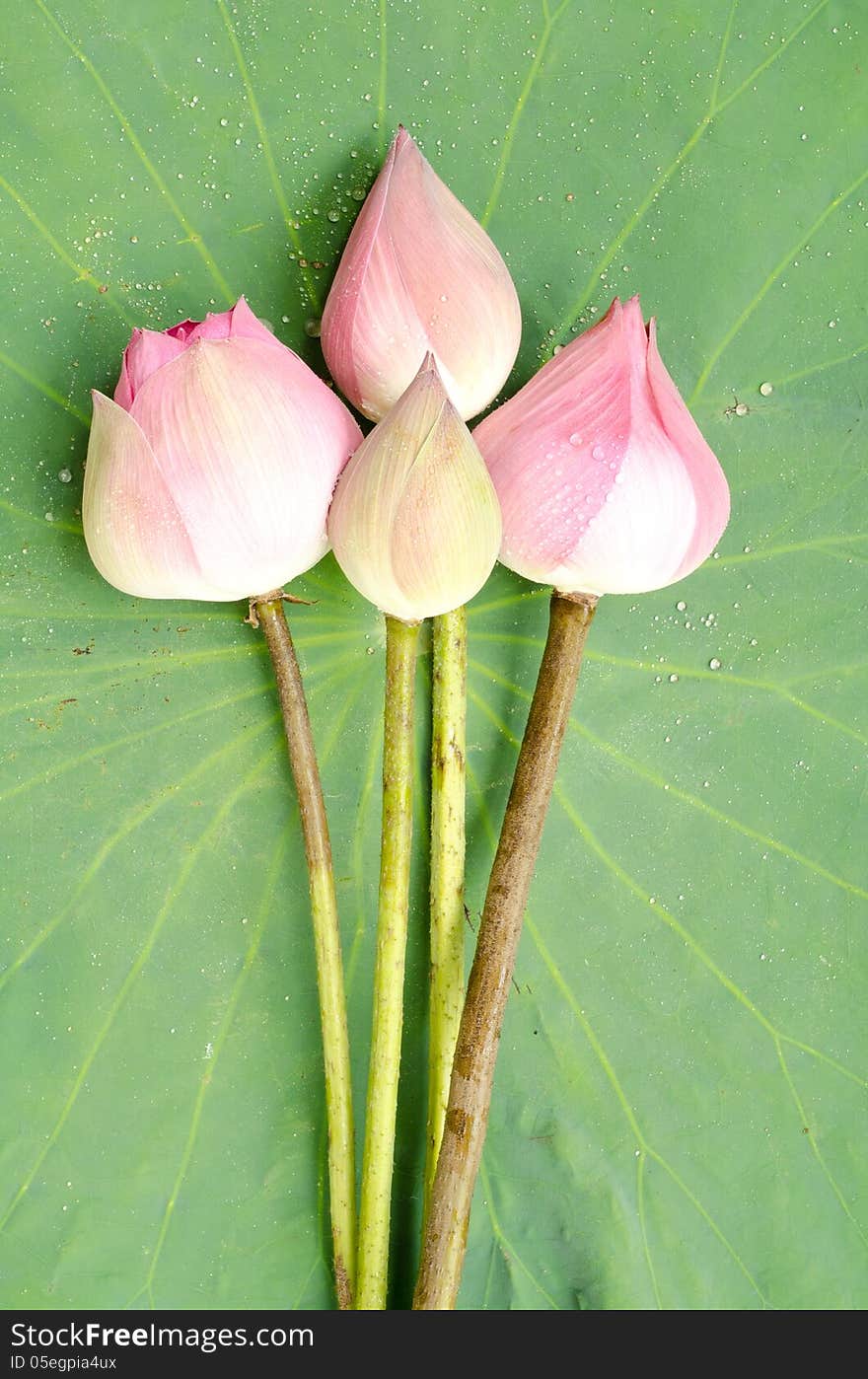 Nelumbo nucifera on lotus leaf background