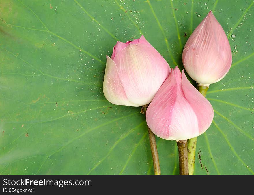 Nelumbo nucifera on lotus leaf background