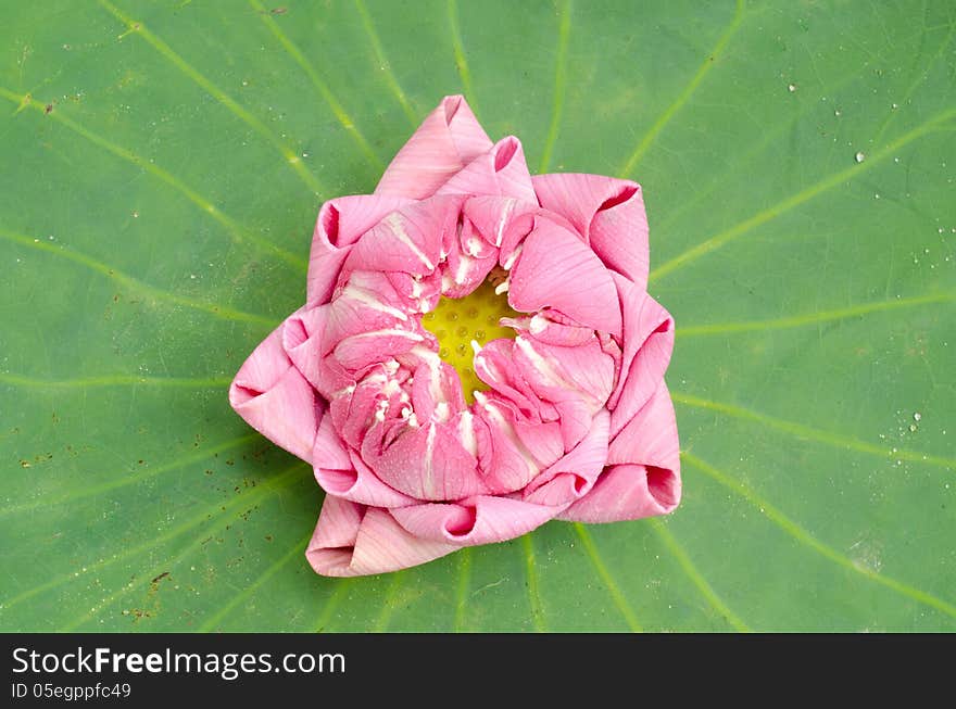 The art of folding lotus petals on lotus leaf