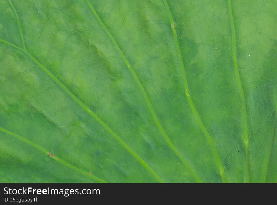 Closeup of lotus leaf background