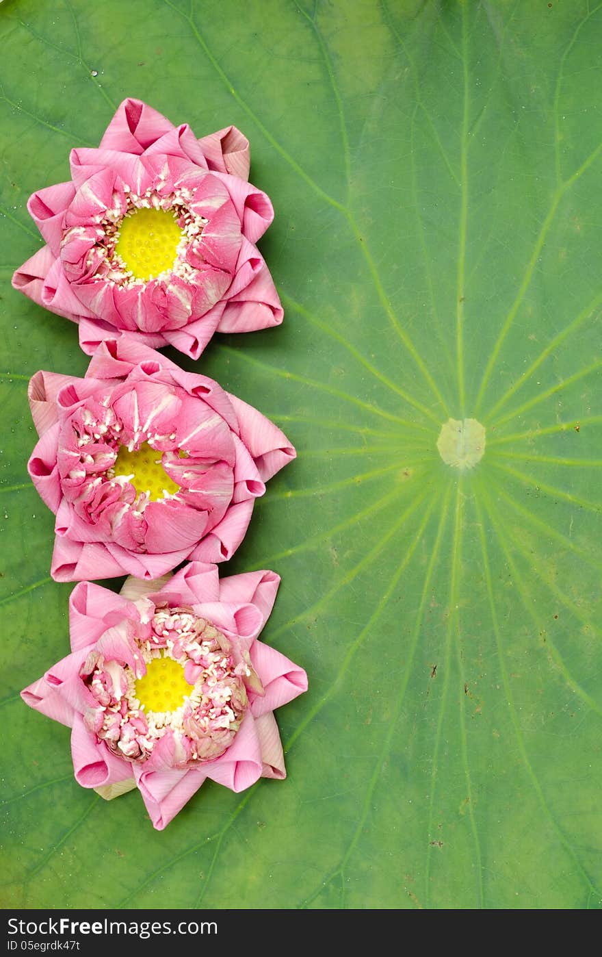 The art of folding lotus petals