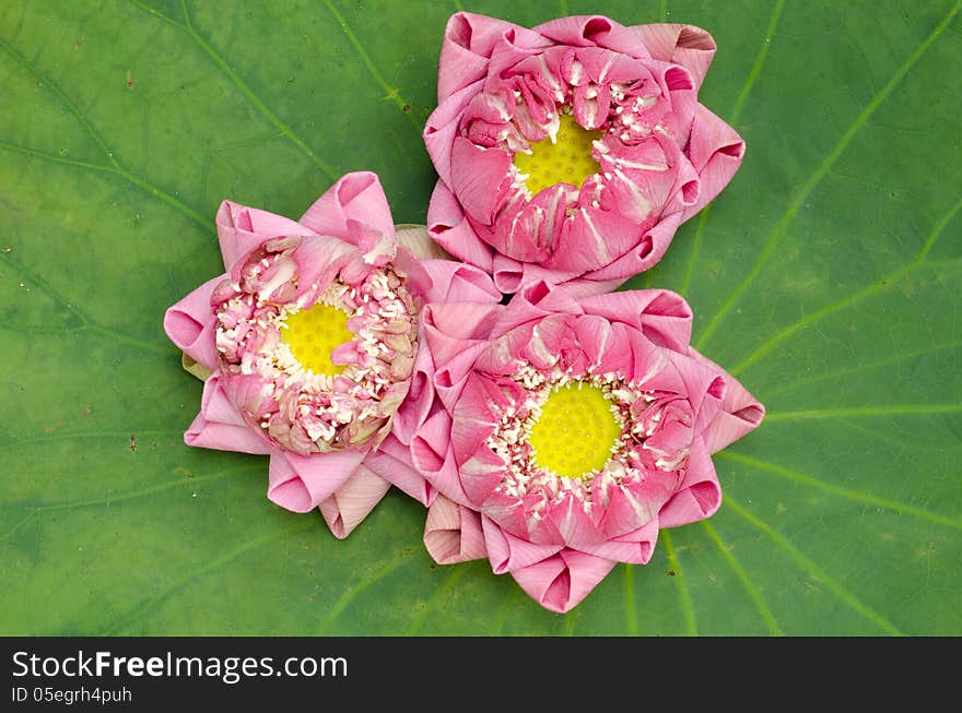 The art of folding lotus petals