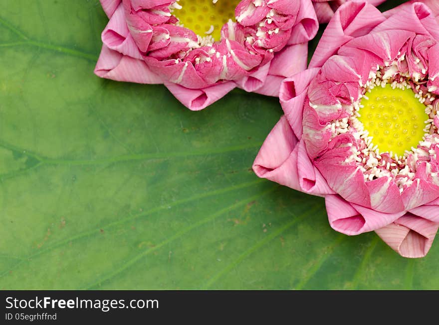 The Art Of Folding Lotus Petals