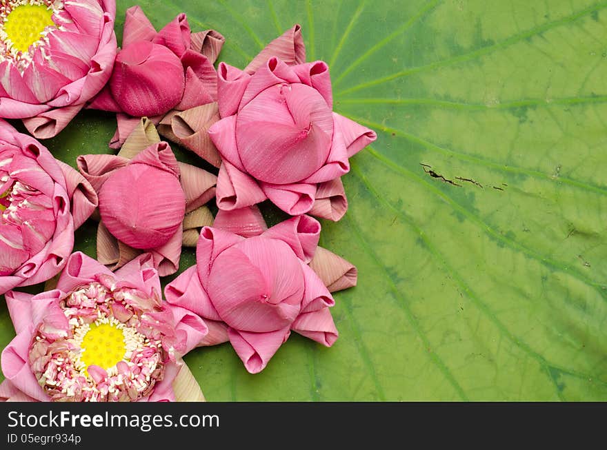 The art of folding lotus petals